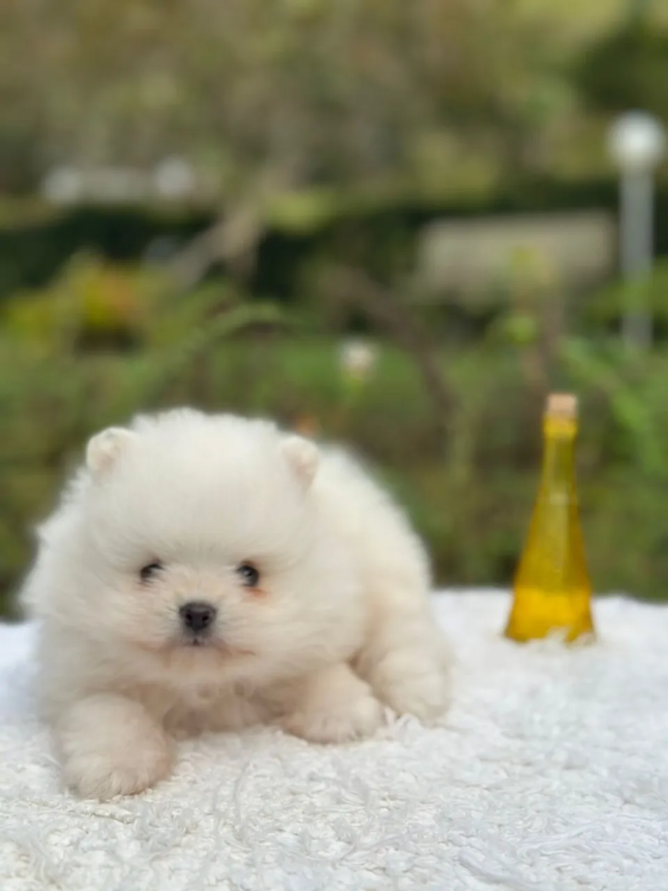 Filhote de Spitz Alemão - Lulu da pomerania !