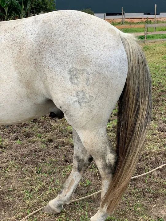 Cavalo crioulo - tordilho  - Foto 4