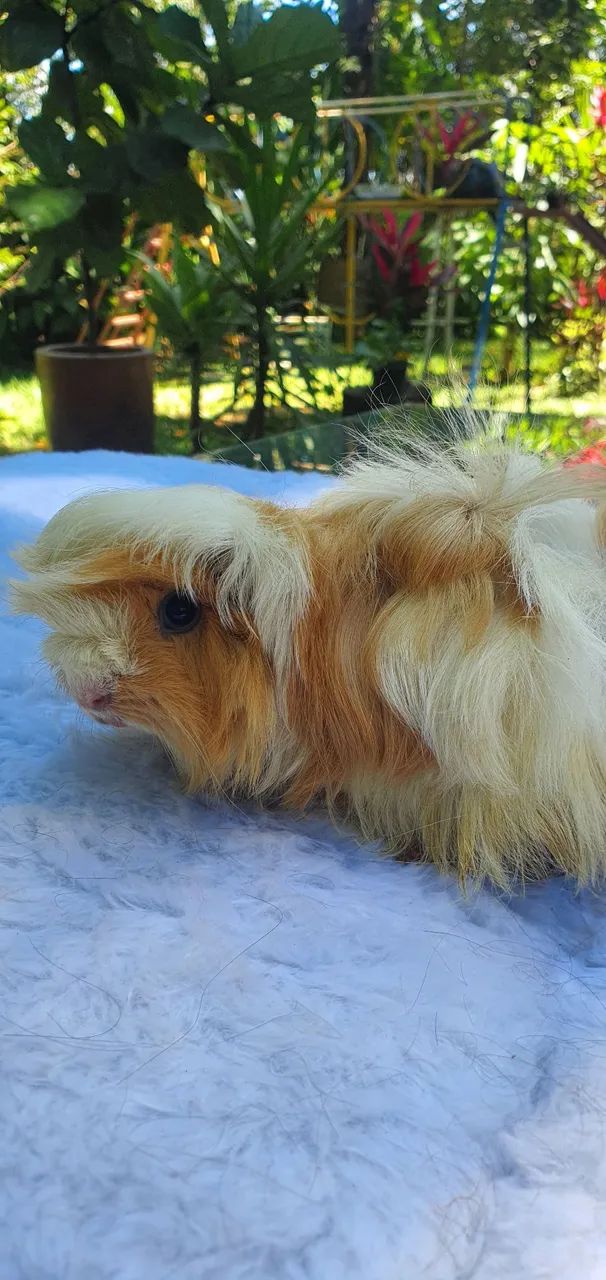 Porquinhos da Índia - Peruano - Foto 2