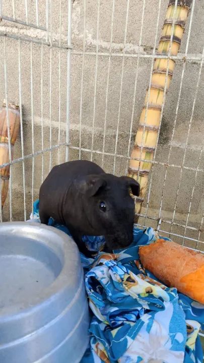 Porquinho da Índia Preto