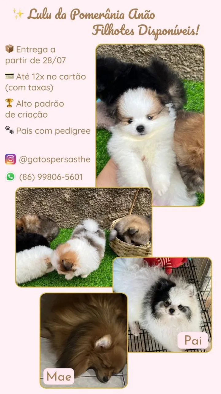Filhotes de Lulu da Pomerânia disponíveis!