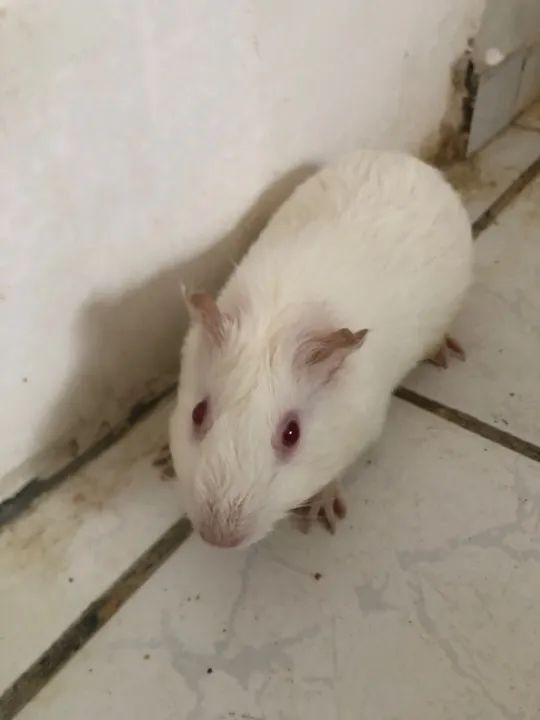 Porquinhos-da-índia  - Foto 3