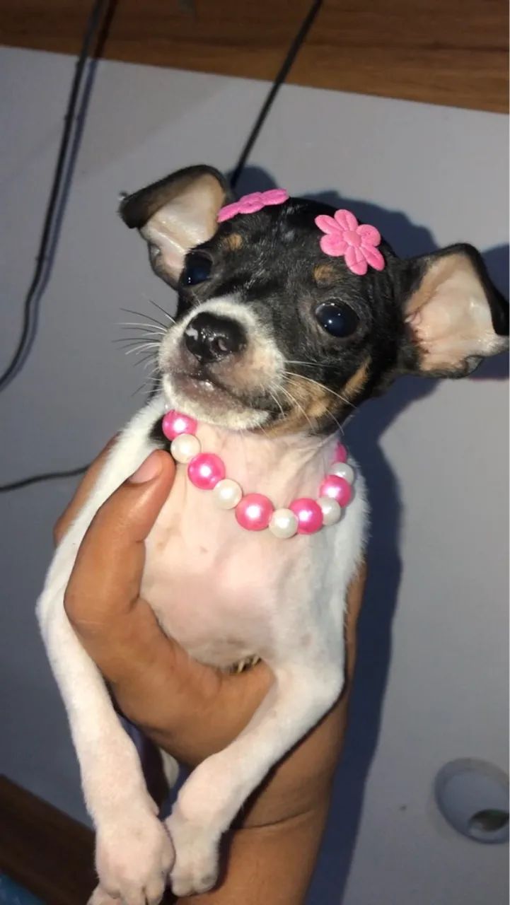 Filhote de Pinscher fêmea  - Foto 2