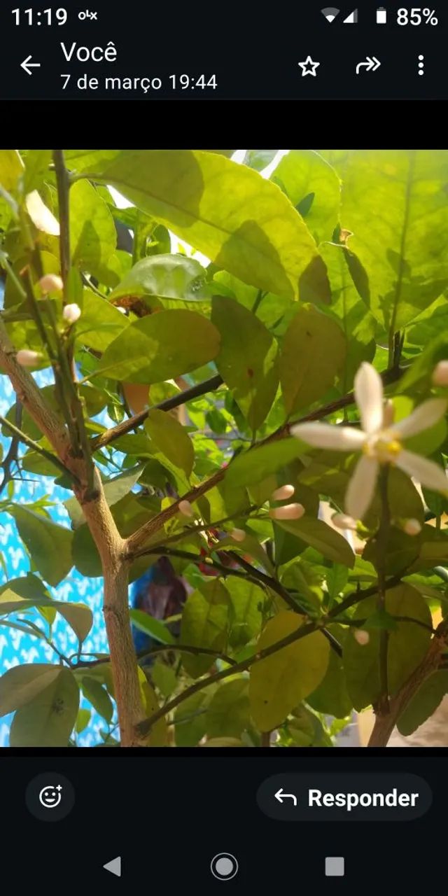 Muda de Limoeiro - Foto 3