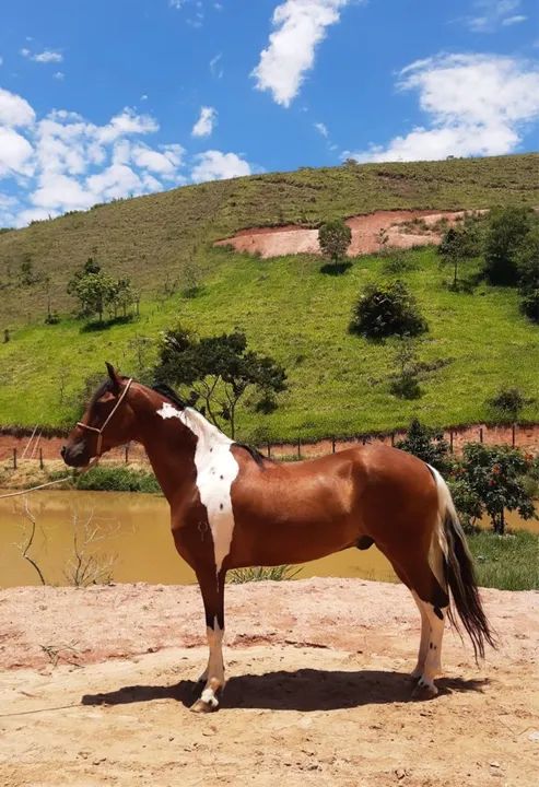 CASTRADO, REGISTRADO DE MARCHA PICADA. - Foto 2