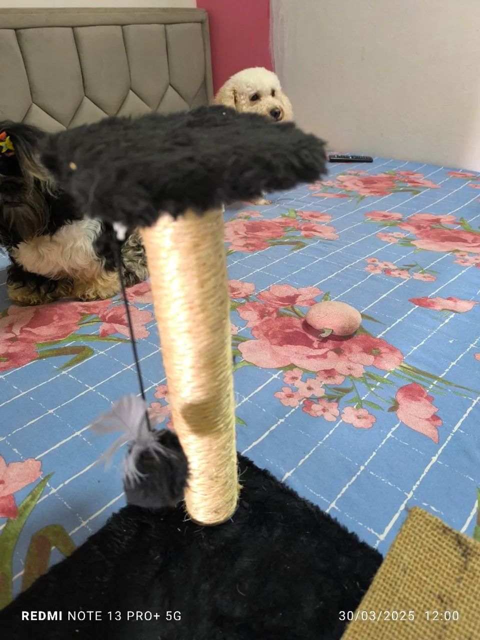 arranhadores para gatos - Foto 4