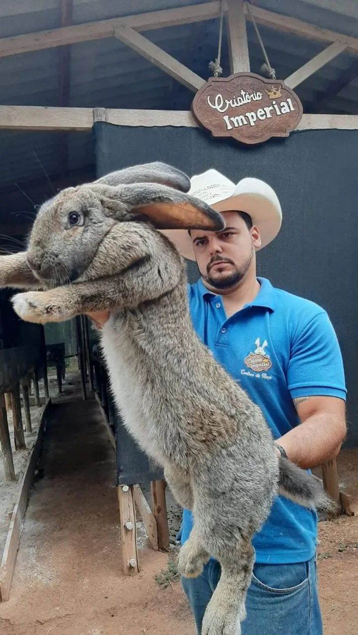 Coelho Gigante de Flandres -Flemish Giant - Foto 4
