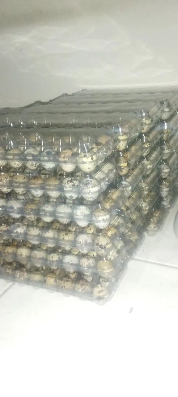 Ovos de codorna frescos - Pacote com 30 unidades - Foto 3