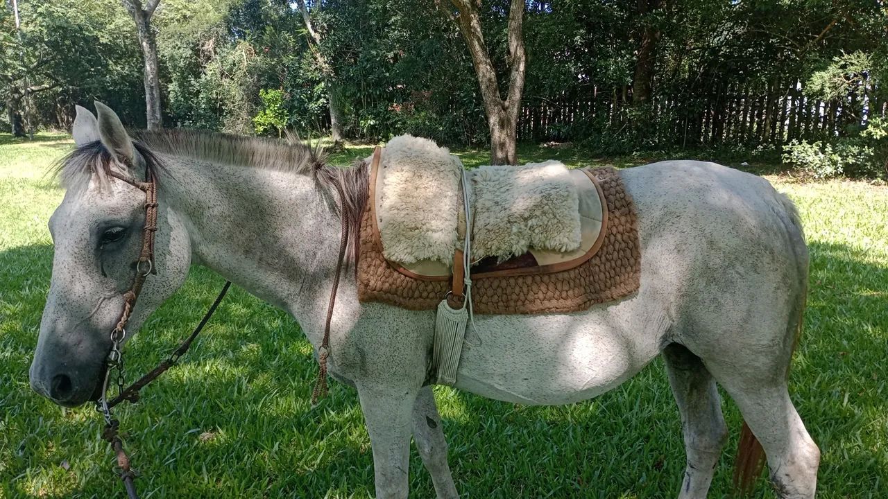 Vendo égua tordilha 9 anos  - Foto 5