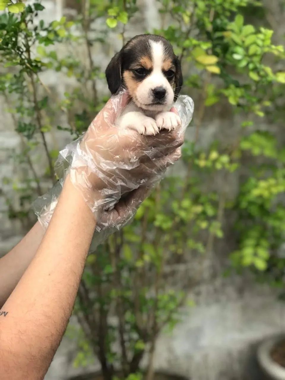 Beagle 13 polegadas- Filhotinho lindo com pedigree, tricolor macho com 55 dias-Dani