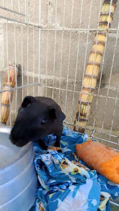 Porquinho da Índia Preto - Foto 2