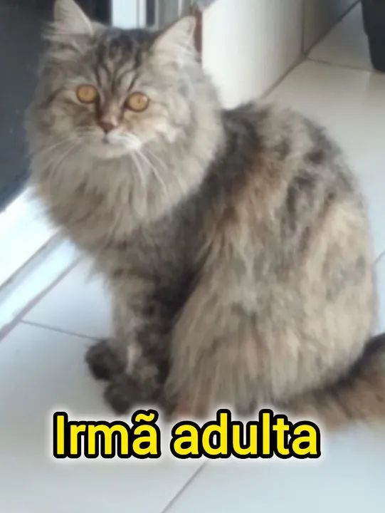 Persa mestiço (British long hair) - Foto 5