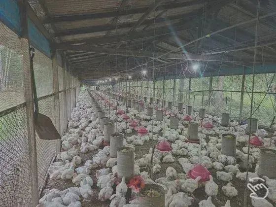 Fazenda/Sítio/Chácara, em Castanhal/PA,  250.000m², BR 316 KM 78, Passando Travessa do 15, - Foto 3