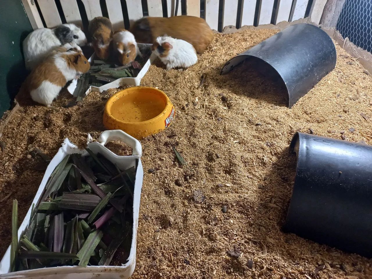 Animais 64276929004289120