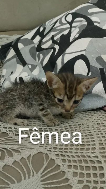 Gatos filhotes  - Foto 5