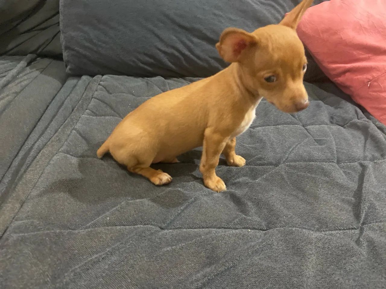 Filhote de pinscher - Foto 4