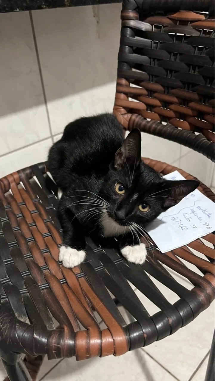 Gatinho adorável para adoção