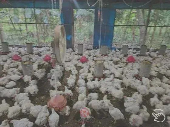 Fazenda/Sítio/Chácara, em Castanhal/PA,  250.000m², BR 316 KM 78, Passando Travessa do 15, - Foto 4