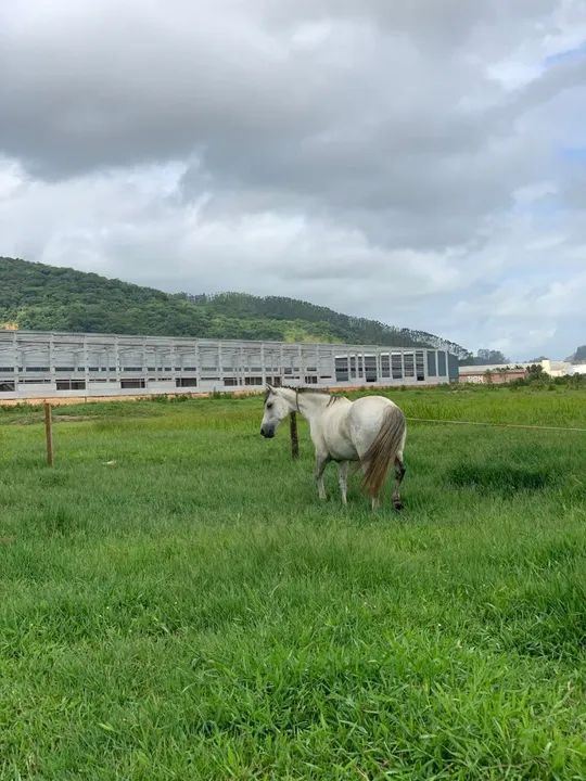 Cavalo crioulo - tordilho  - Foto 2