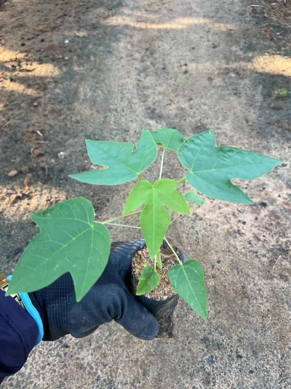 Mudas de Mamão - Foto 5