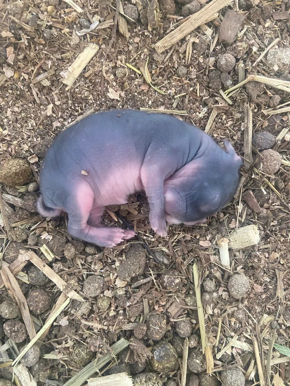 Coelhinhos de estimação  - Foto 2