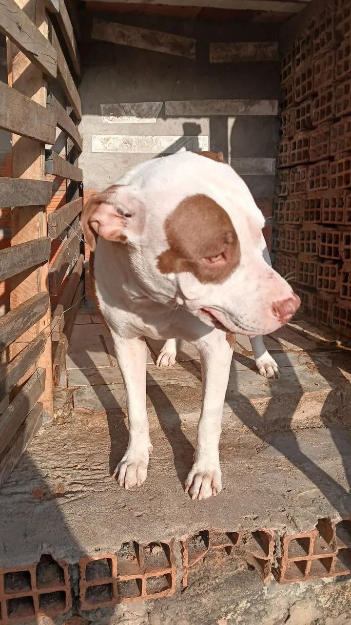 Vendas pit bull mansos, com carteira de vacinação em dias ,são 3 1macho 2femea ,2 brancos  - Foto 3