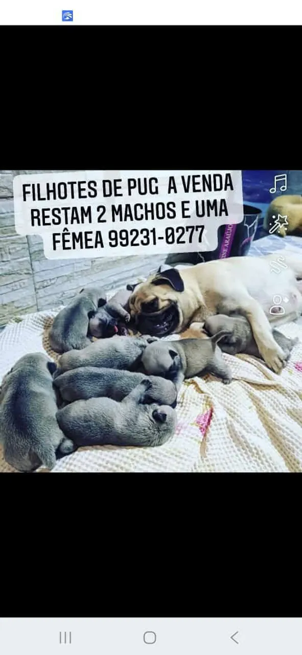 Filhotes de Pug