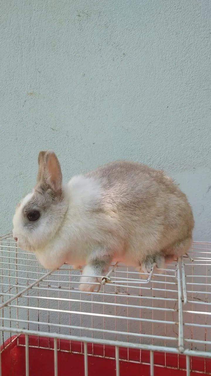 Coelha anã Netherland adulta 