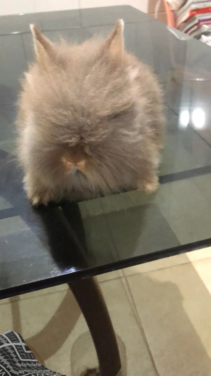 Coelho mini lion herd  - Foto 2