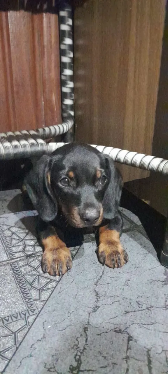 Filhote de Dachshund Macho (salsicha)