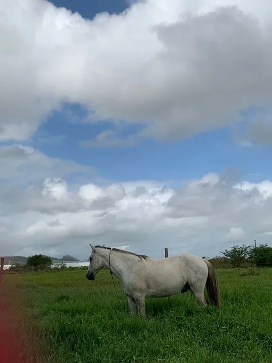 Cavalo crioulo - tordilho  - Foto 3