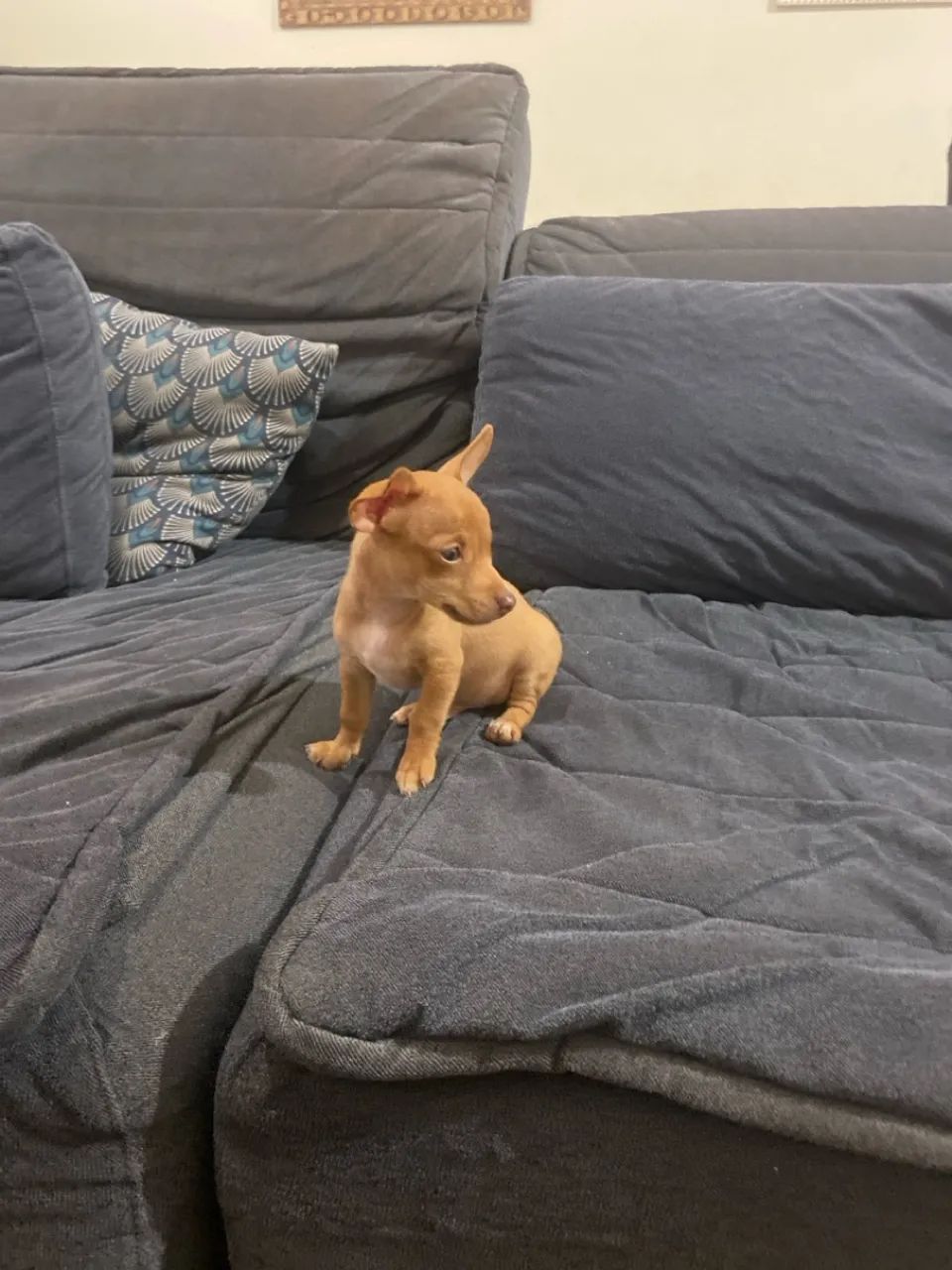 Filhote de pinscher