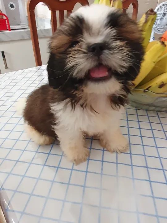 Filhote Shih Tzu com pedigree - Foto 4
