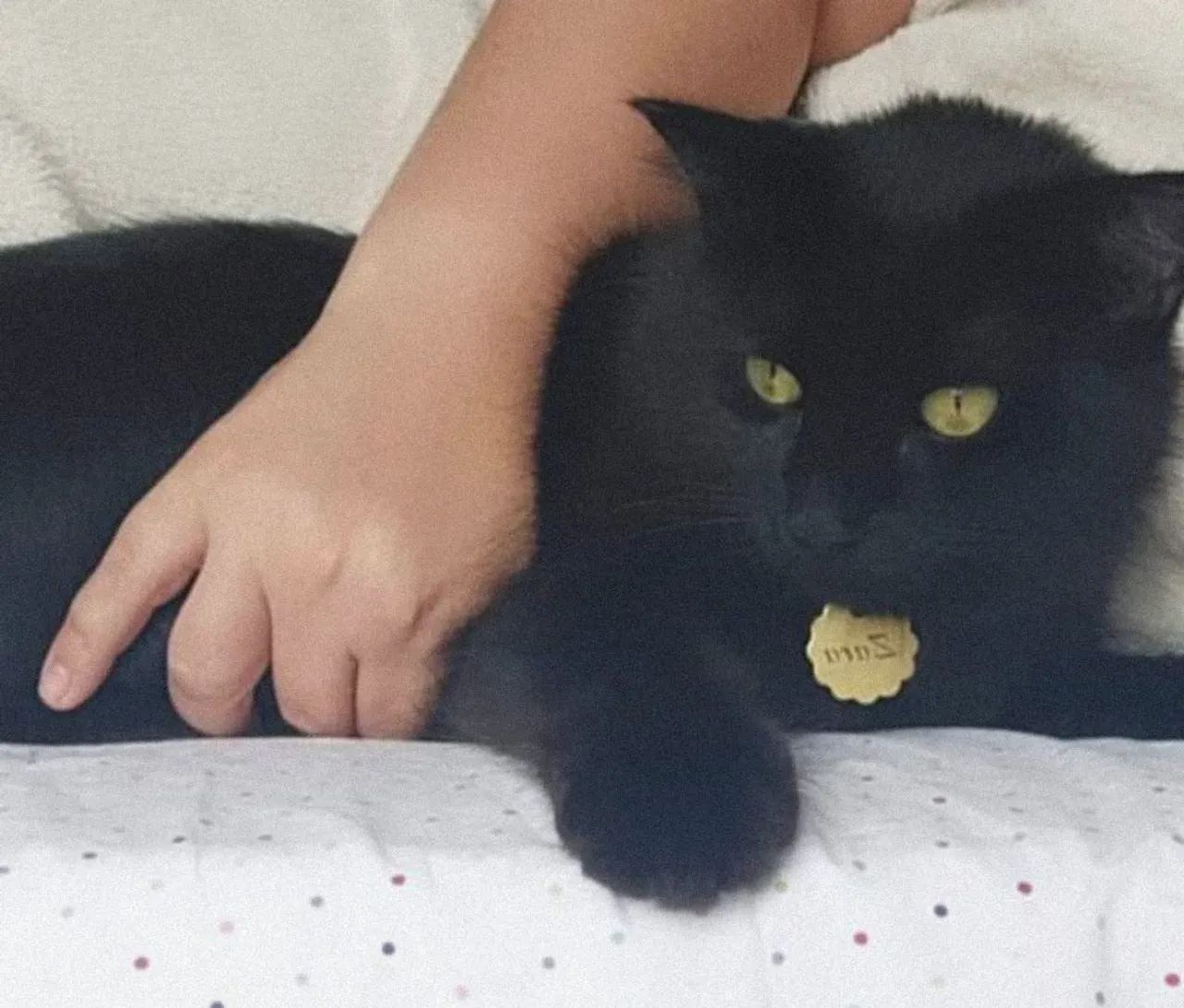 Gata preta linda para adoção