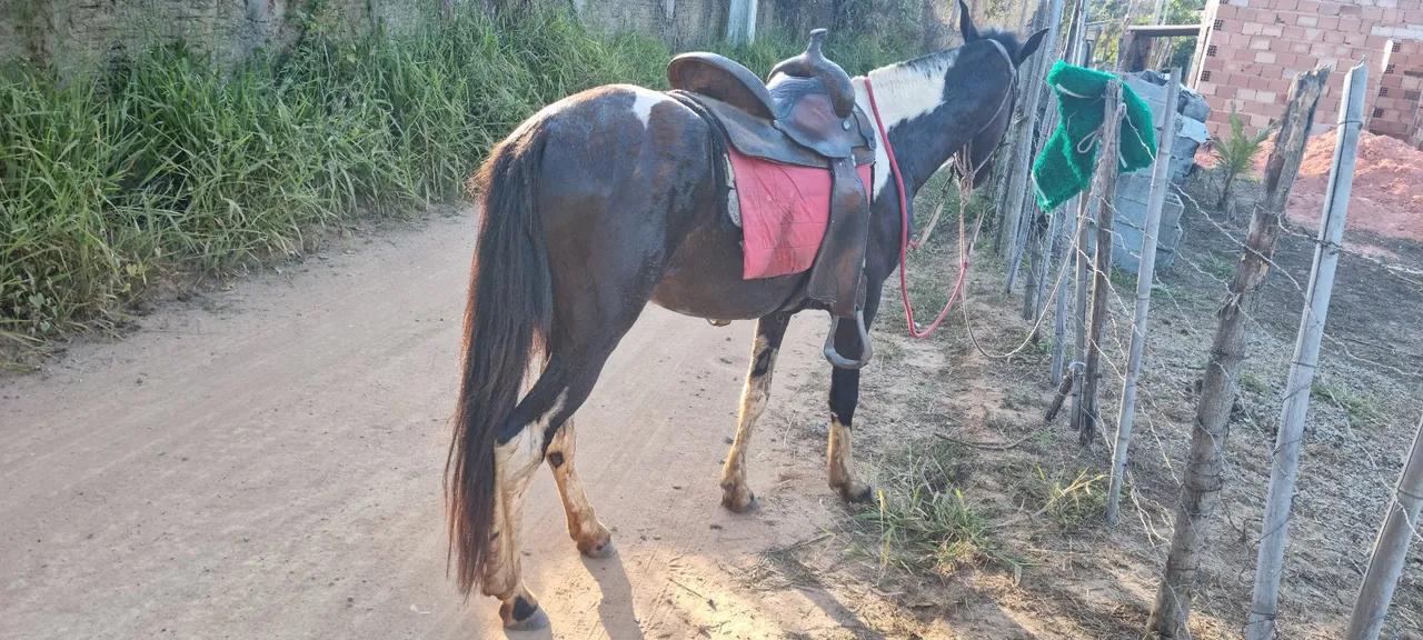 Cavalo macha batida 3 anos e meio inteiro 