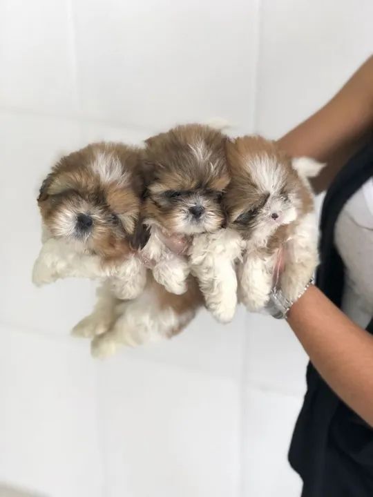 Shih tzu Padrão CBKC