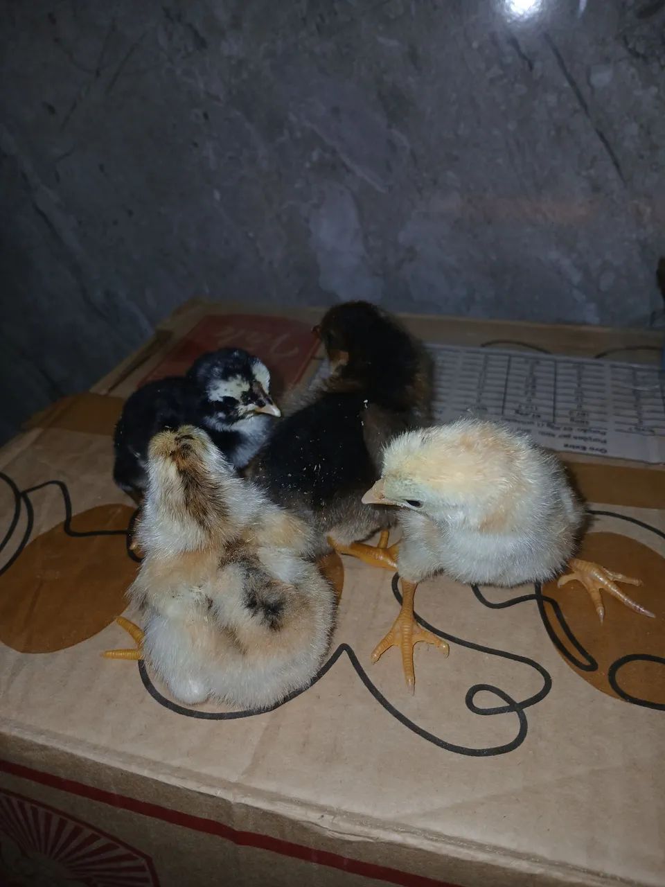 Pintinho para Criação Caipira  - Foto 4