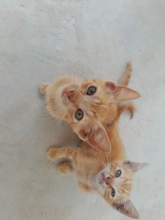 Gatinhos machos para doação  - Foto 4
