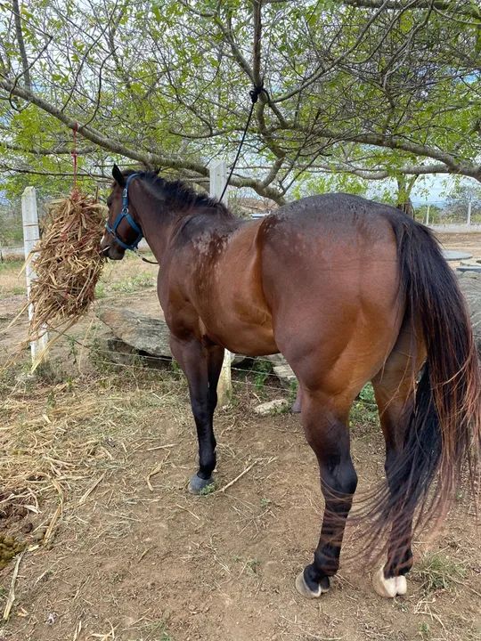 Cavalo Quarto de Milha Puro - Foto 2