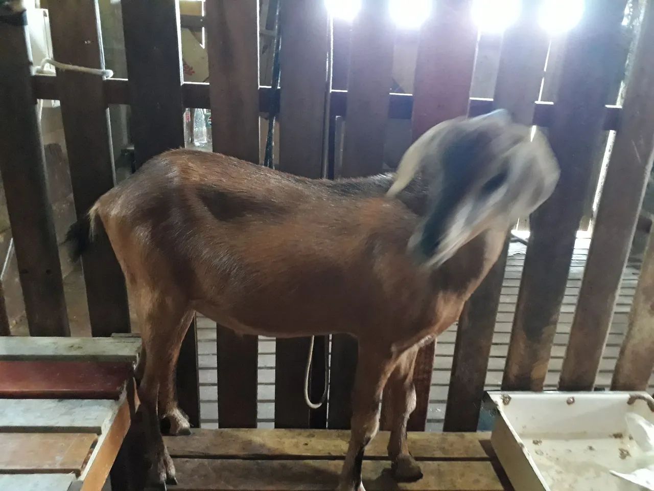 Cabritos para venda - Foto 6