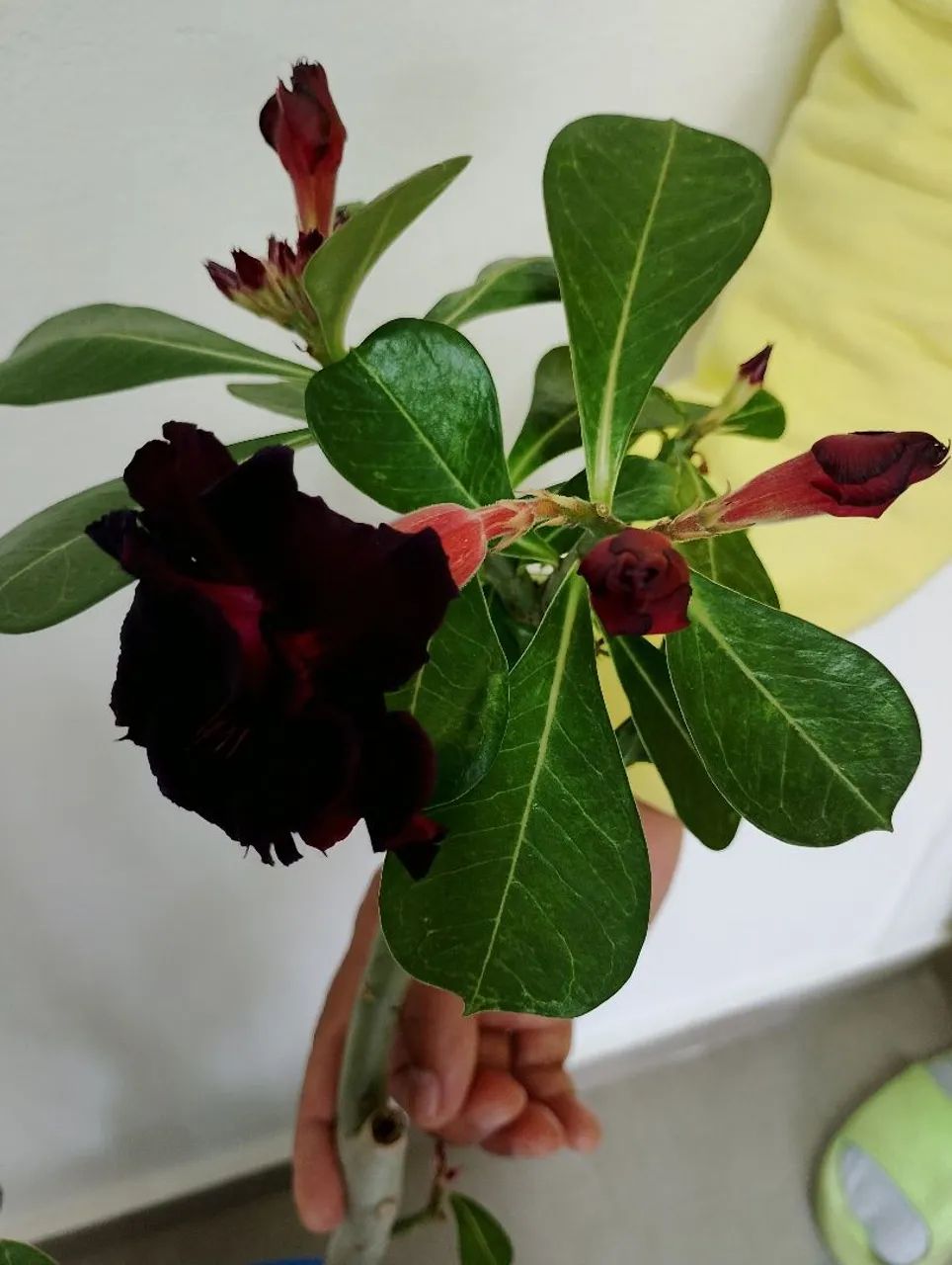 ROSA DO DESERTO  - Foto 6