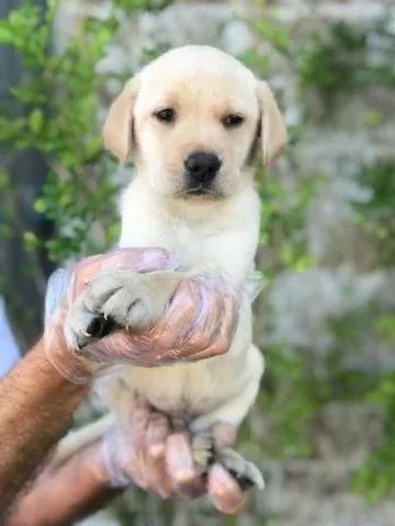 Labrador Filhotes com Pedigree e garantia de saude 