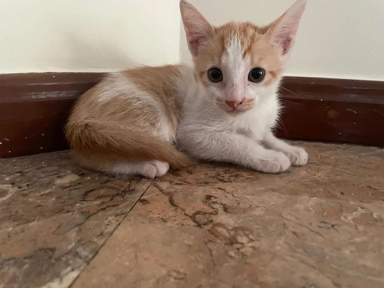 Gatinho fofo para adoção - Foto 3