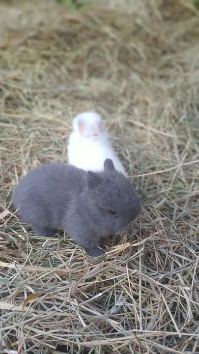 Mini Coelho netherland 