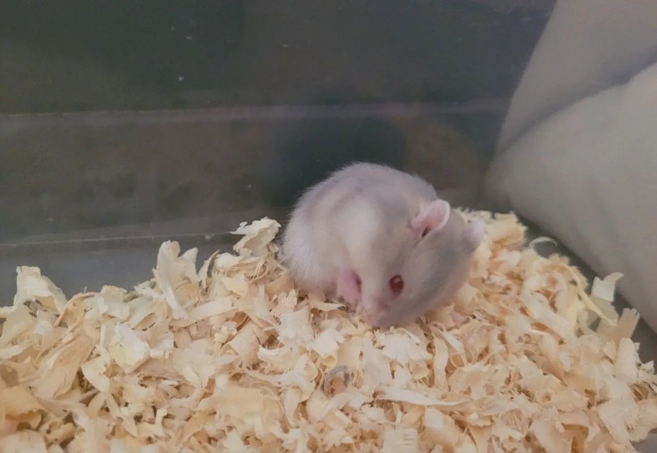 Hamster anão russo 