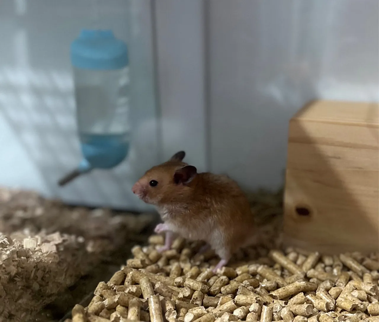 Filhotes de hamsters 