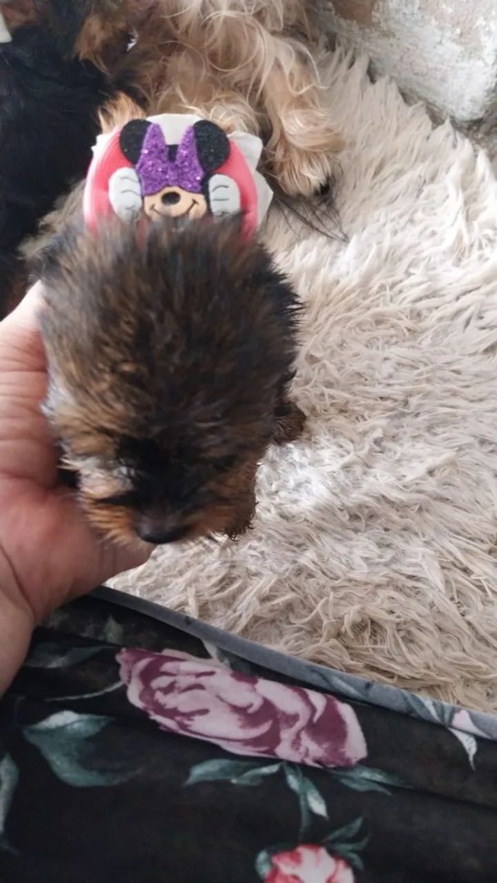 Yorkshire Terrier Fofo - Foto 5
