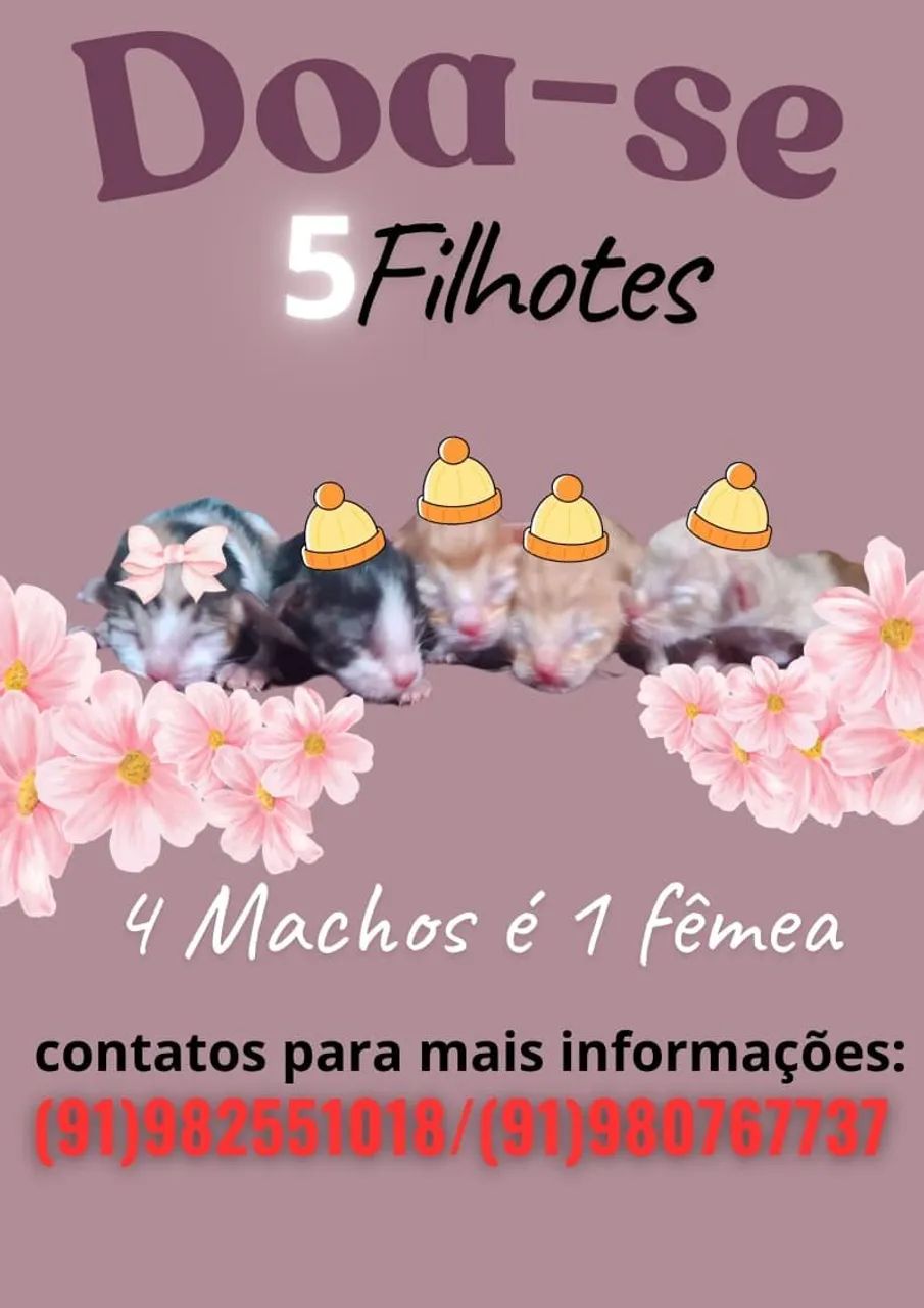 Doação filhotes de gato
