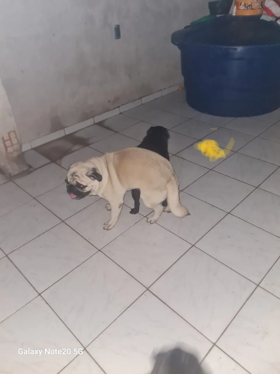 Pug filhotes recém nascidos