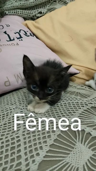 Gatos filhotes  - Foto 6